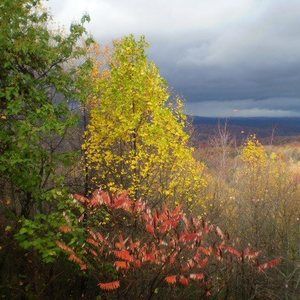 Meet your Posher, Carl